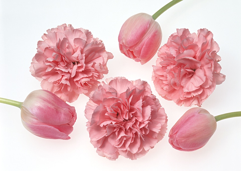 Carnations on white
