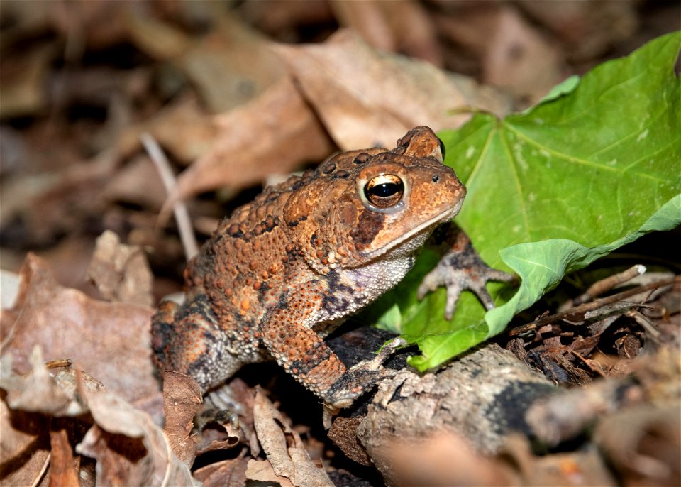 American Toad photo