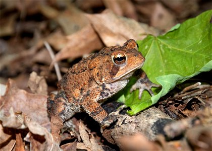 American Toad