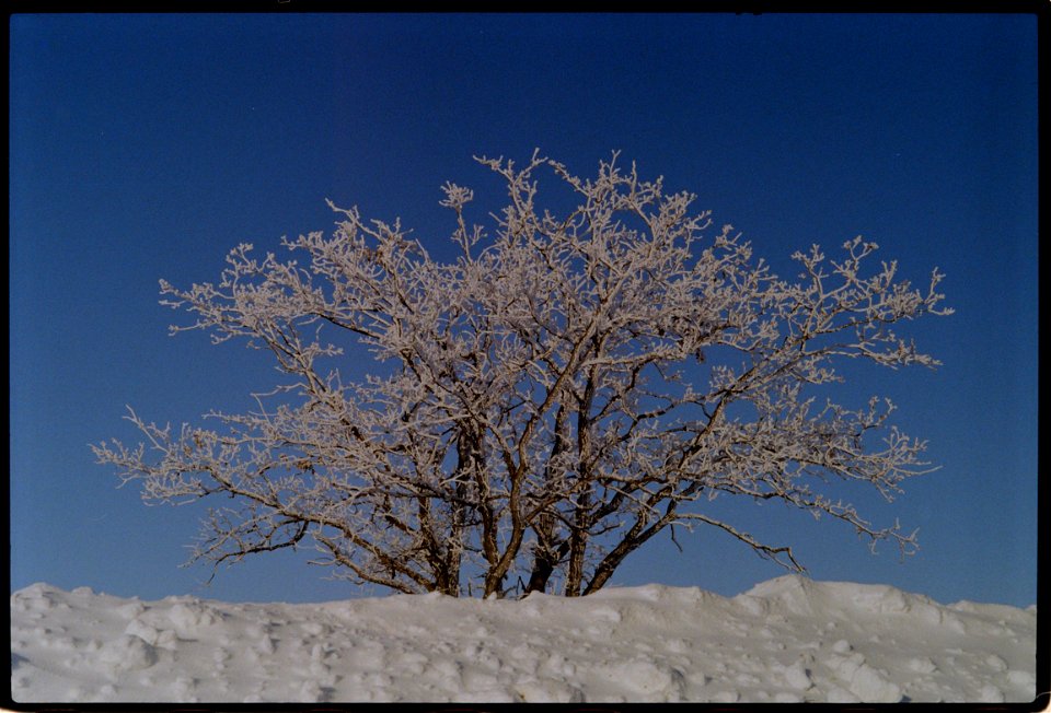 Sprouting tree of frost