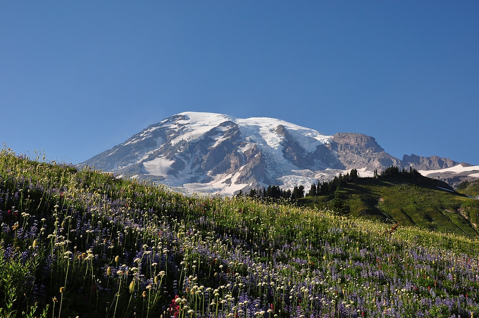 Mt Rainier National Park Wildflowers Summer Time Cascade Mountain