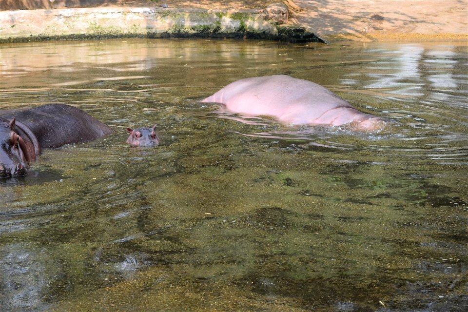 Hippopotamus amphibius
