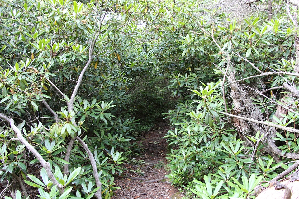Trail through lush green forest Rohrbaugh Plains in West Virginia