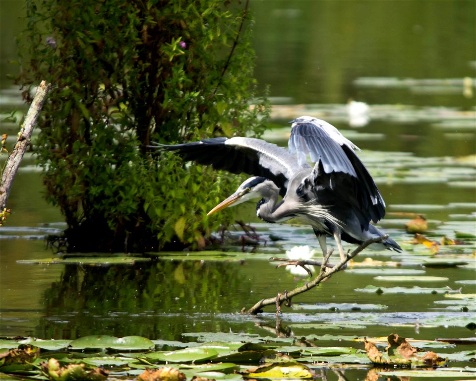 Heron Cendré au romelaere