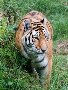 Head Shot of Sumatran Tiger in Grass Panthera Tirgris Sumatrae photo