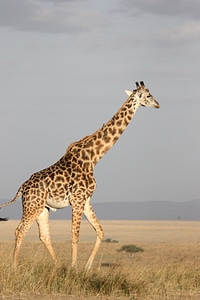 Giraffe on wild South Africa