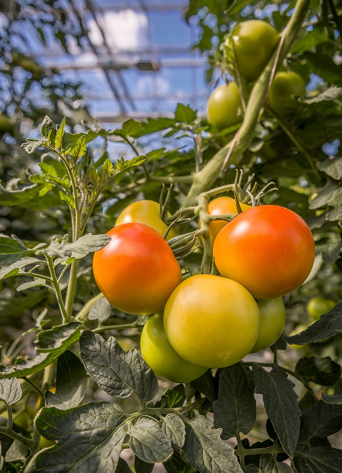 Tomatoes ripening in a greenhouse