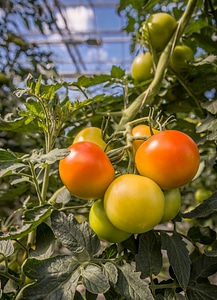 Tomatoes ripening in a greenhouse photo