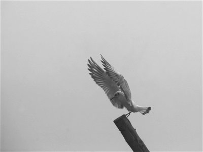 Brume - Noir et Blanc - Mouette rieuse photo