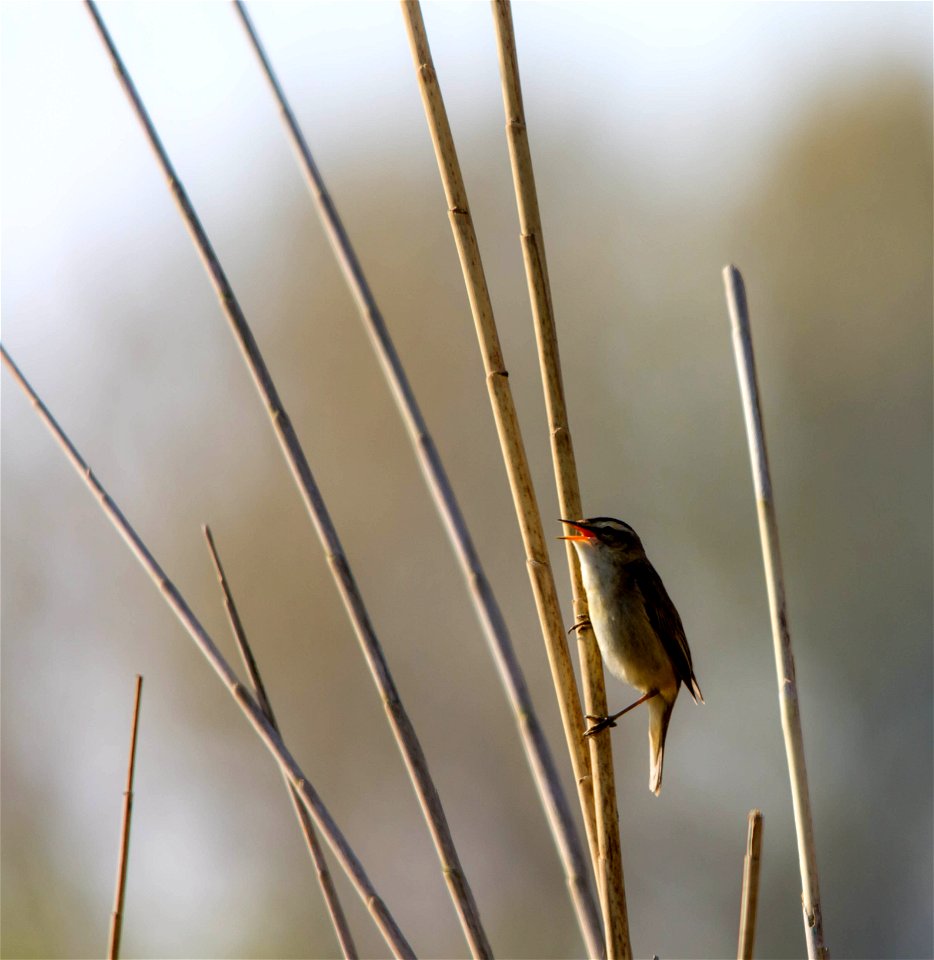 Phragmite des joncs