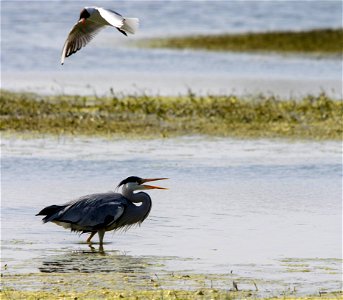 Héron cendré et mouette rieuse