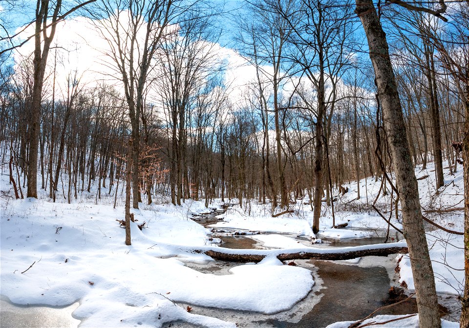 Snowy Scene in a Hollow
