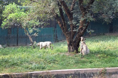 Panthera tigris