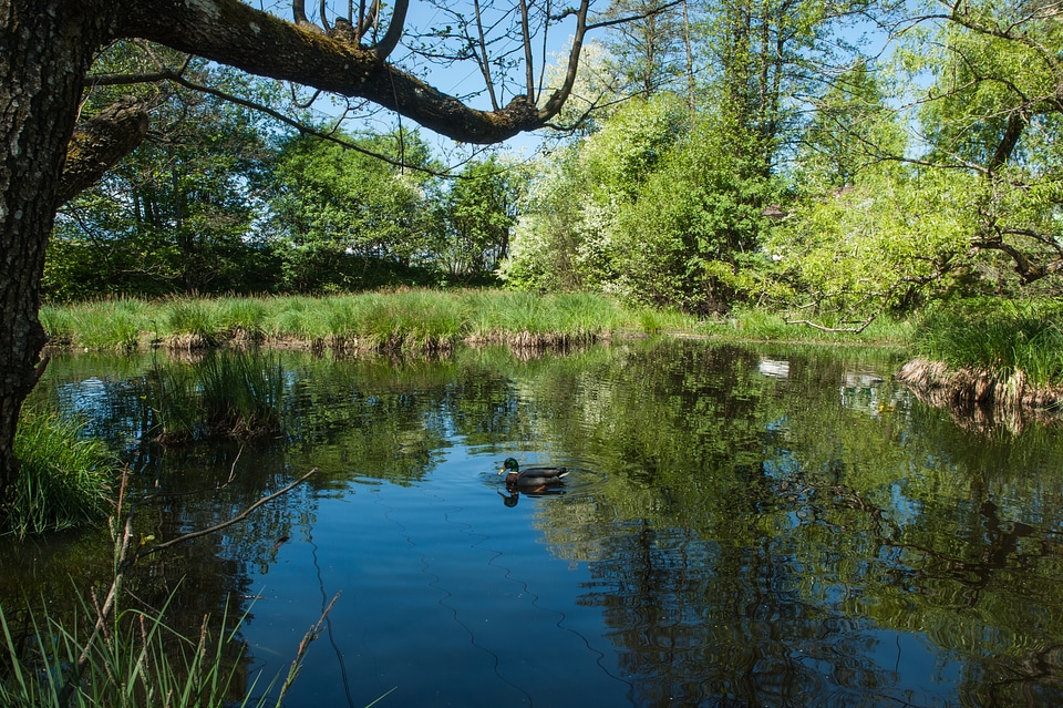 Ducks on the pond in spring Park