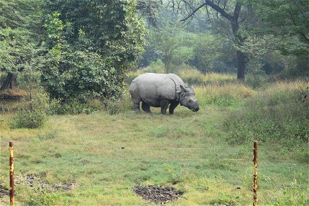 Rhinoceros unicornis