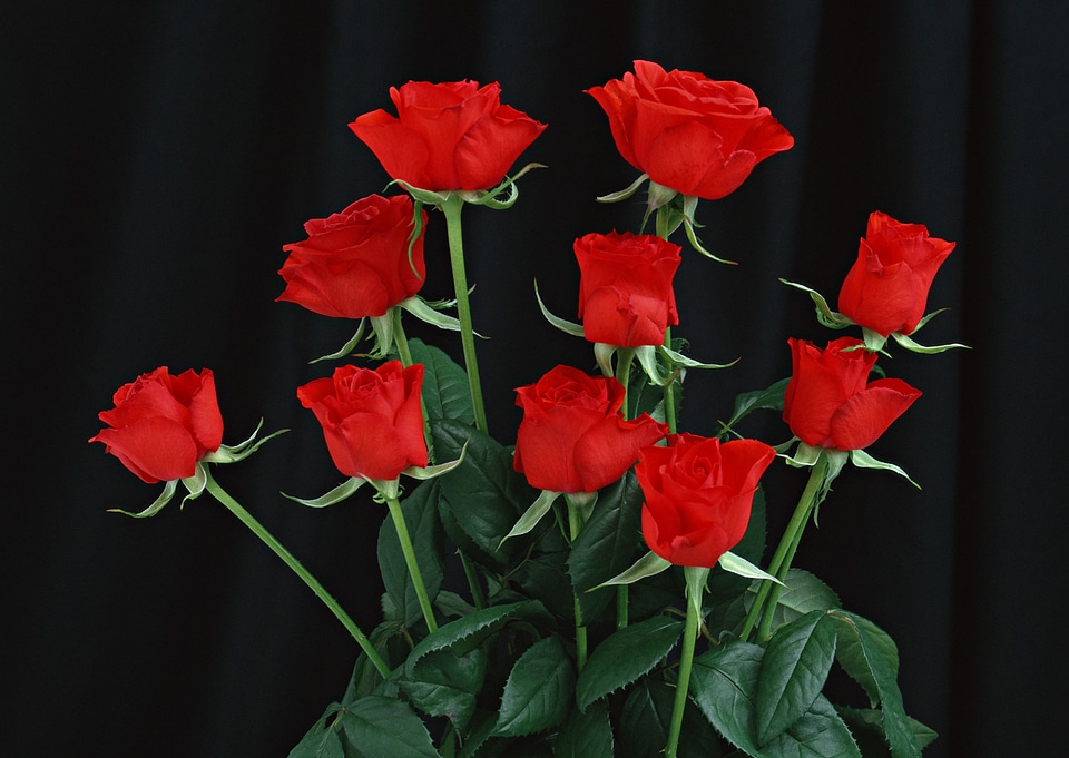 Bunch of rosy roses isolated on black