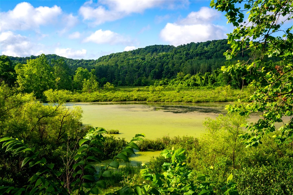 Rutherford Wetland