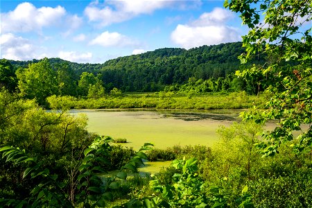 Rutherford Wetland photo