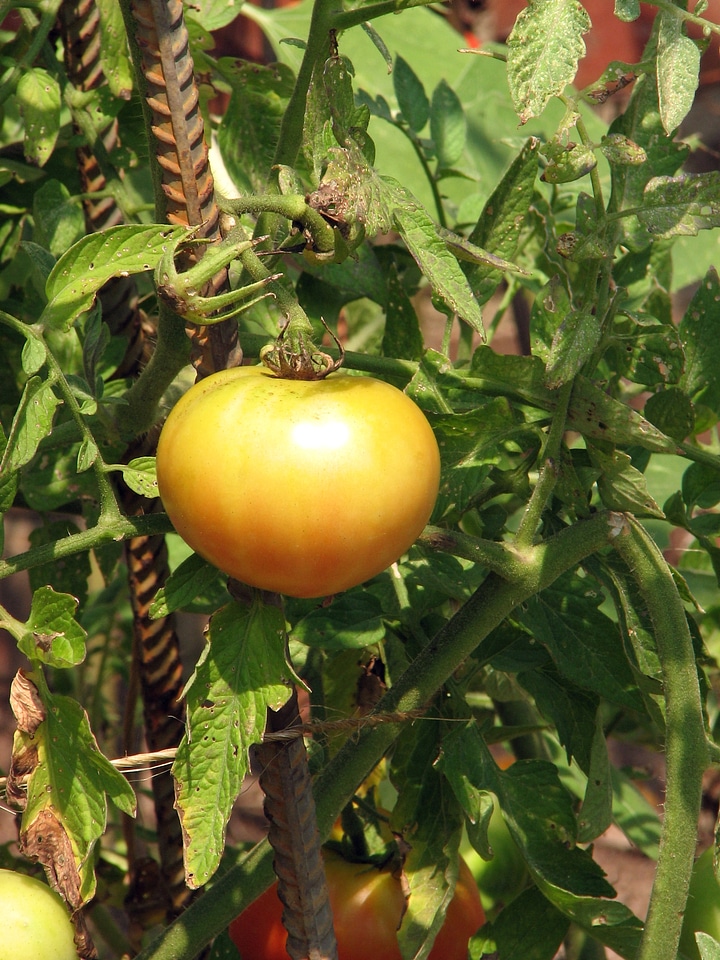 A Yellow Tomato Growing In A Garden