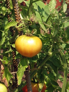 A Yellow Tomato Growing In A Garden