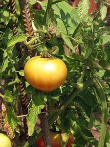 A Yellow Tomato Growing In A Garden photo