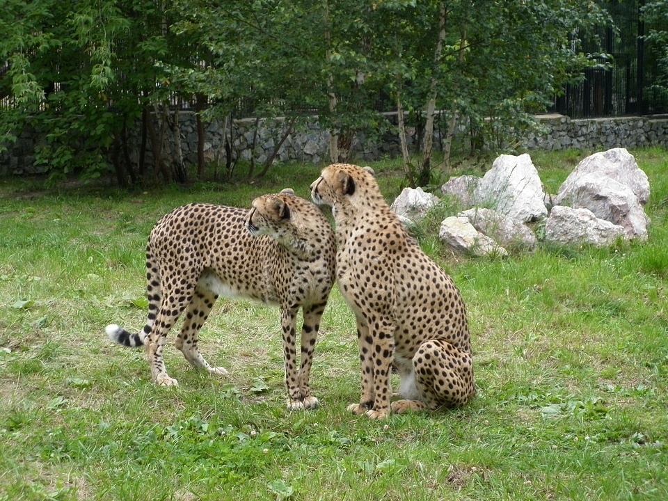Two cheetahs in the Novosibirsk zoo