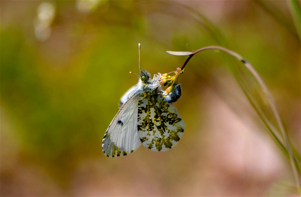 Piéride sur une fleur
