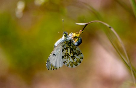 Piéride sur une fleur photo