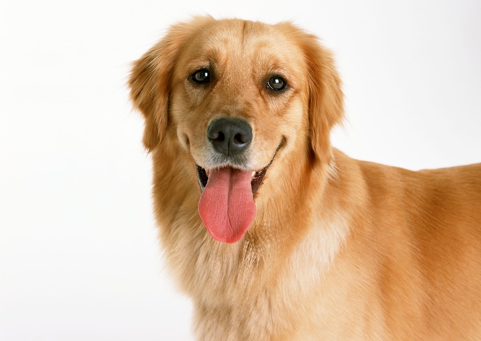A beautiful golden retriever dog