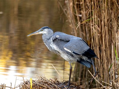 Héron cendré réserve naturelle ornithologique de ploegsteert