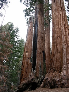 The mighty trunks of giant sequoia trees photo