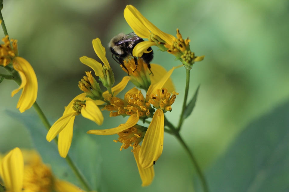 Honey bees collecting pollen in a field of blooming flowers.