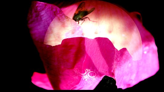 Flower petal in light photo