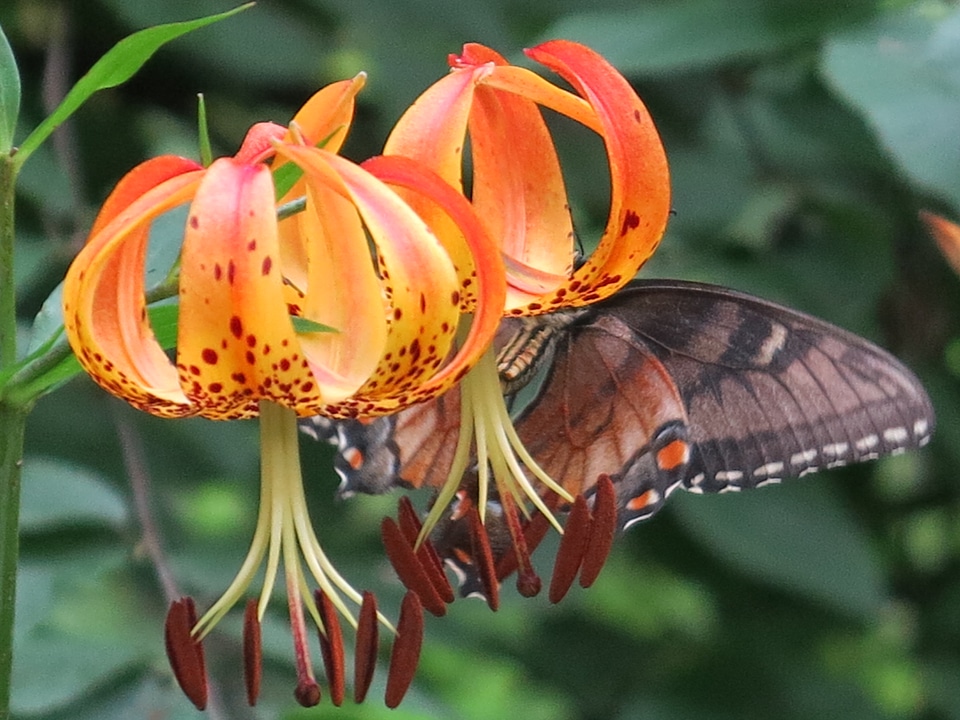 Tiger lily at Shenandoah