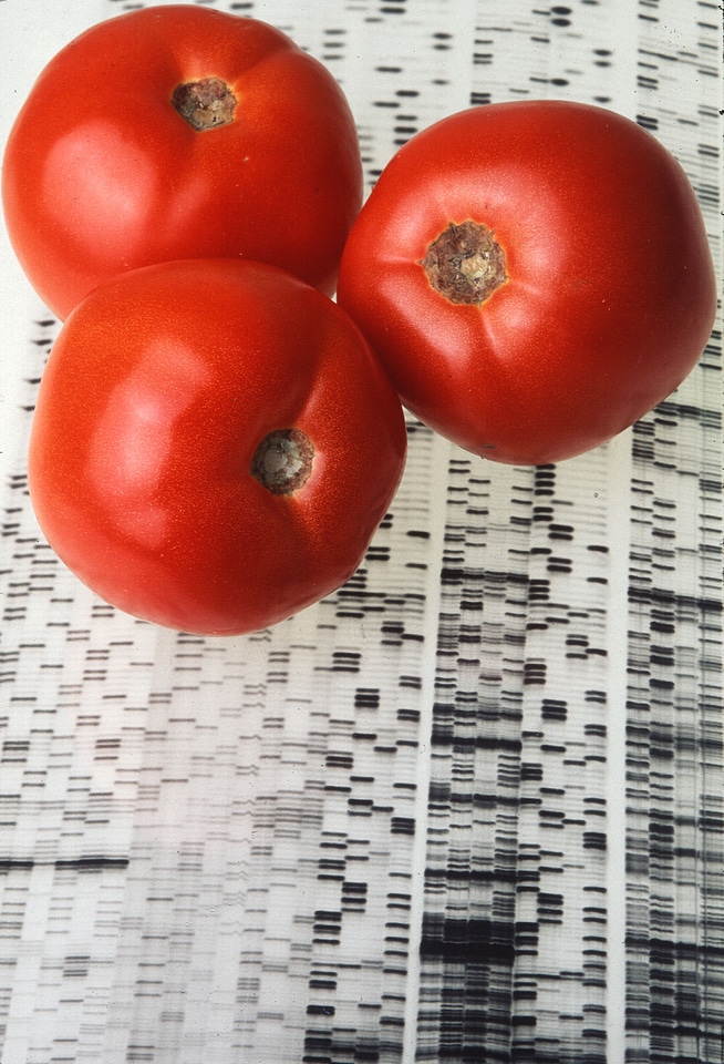 Endless Summer Tomatoes On A Gene Map