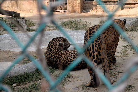 Panthera onca
