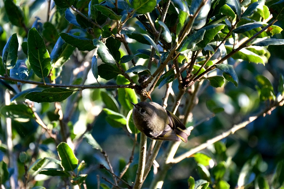 Ruby Crowned Kinglet - Golden Gate Park, San Francisco
