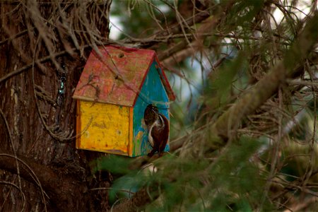 bird-birdhouse photo
