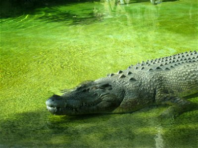 Salt Water Crocodile Fort Worth Zoo photo