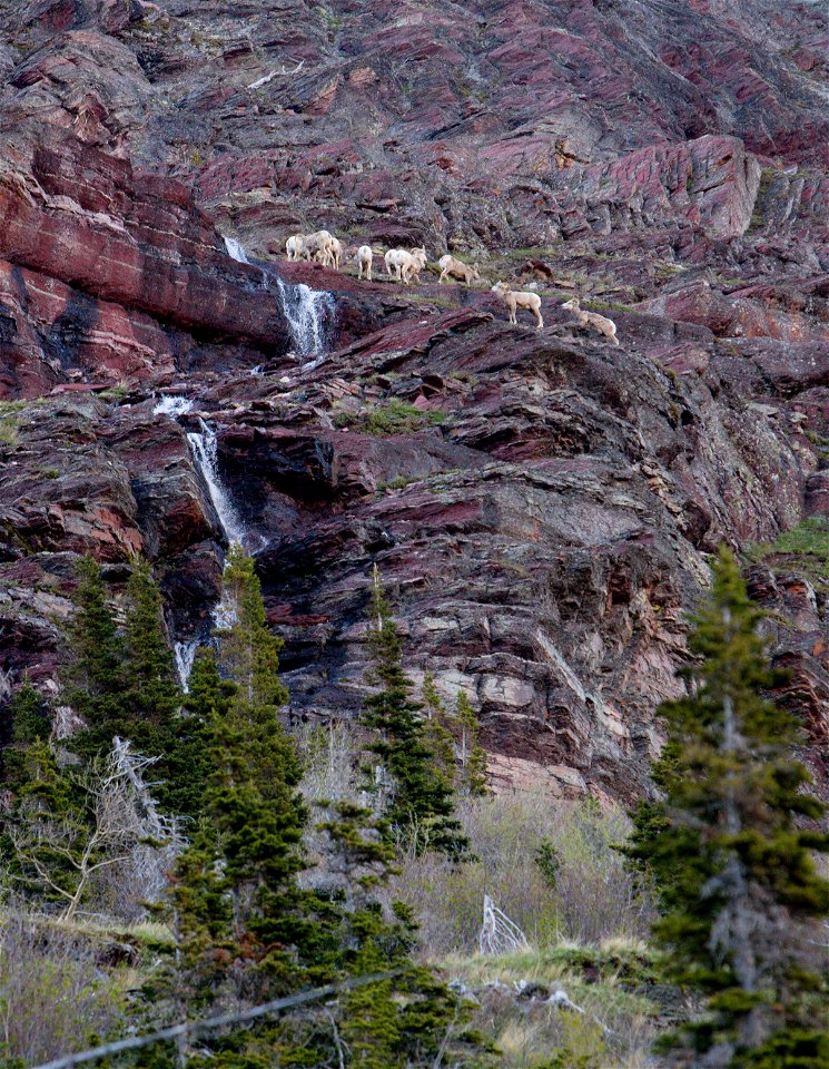 Bighorn Sheep at Glacier National Park