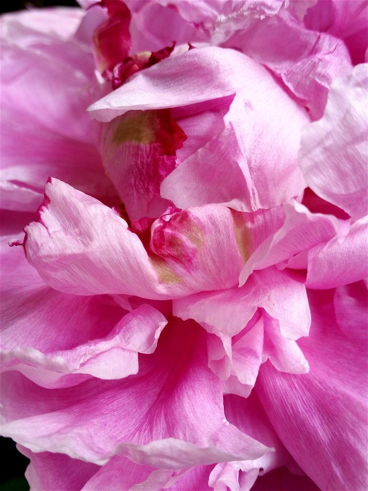 Peony photo