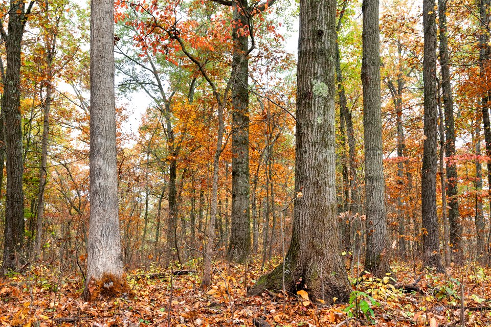 Oak-Dominated Forest