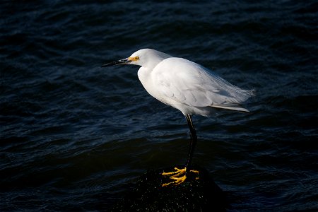 Snowy Egret photo