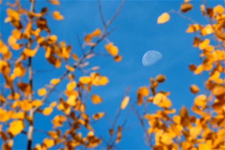 The Moon & Bigtooth Aspen Leaves photo