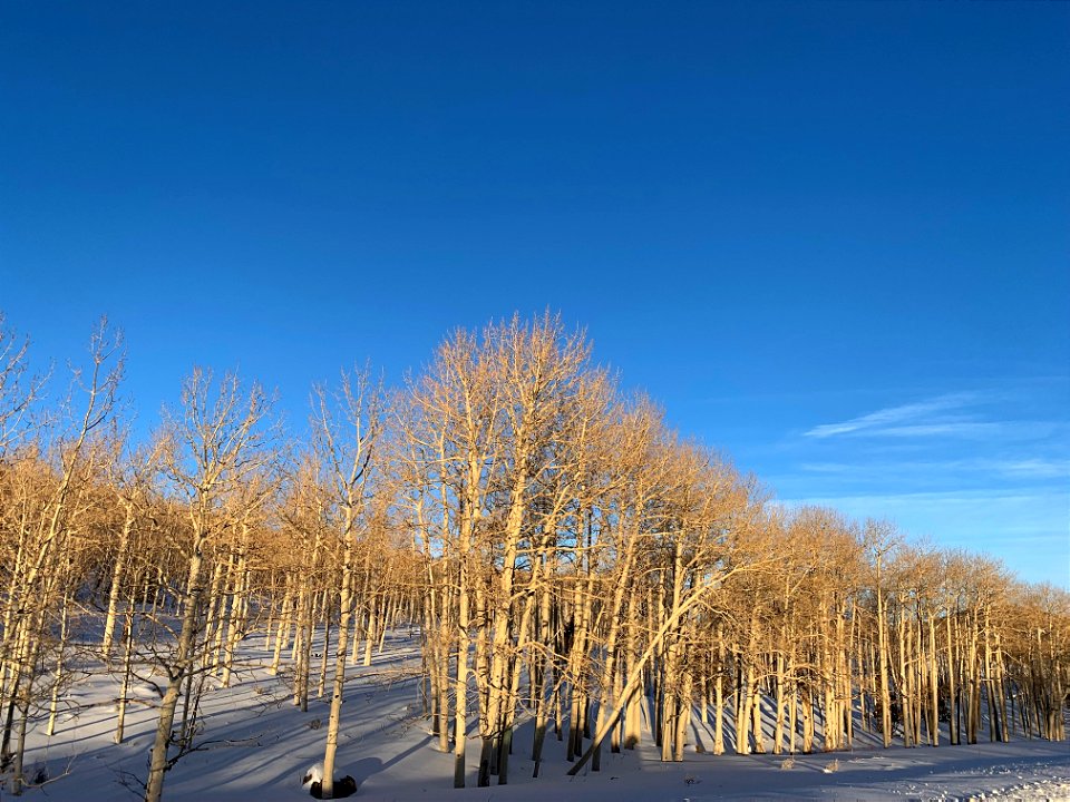 Pando Aspen Clone in winter with snow all around 011223 photo