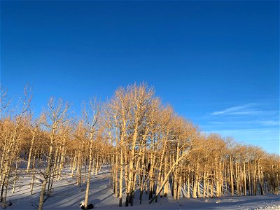 Pando Aspen Clone in winter with snow all around 011223