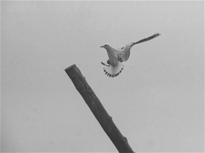 Brume - Noir et Blanc - Mouette rieuse photo