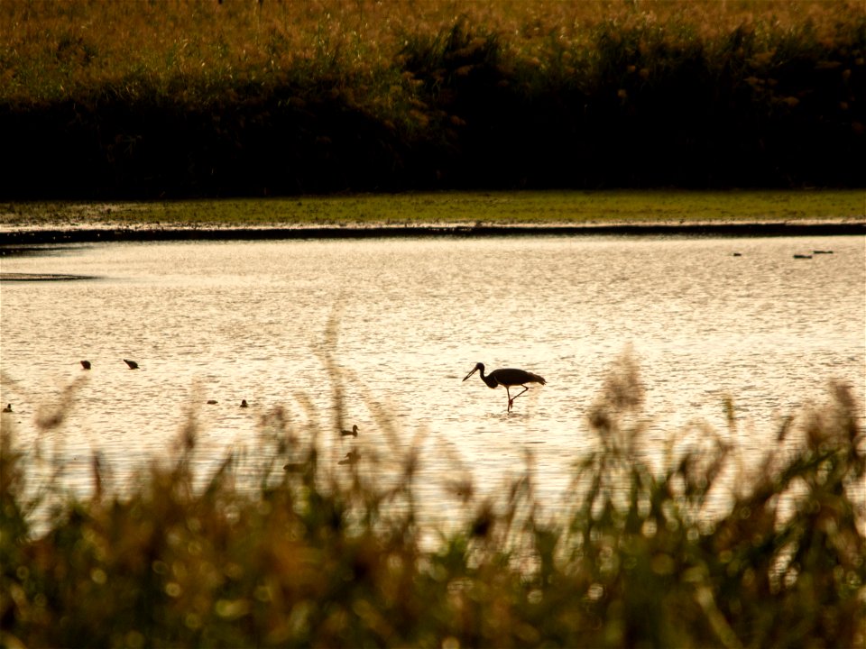 Contrejour sur cigogne noire
