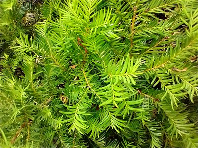 evergreen pine branch bough