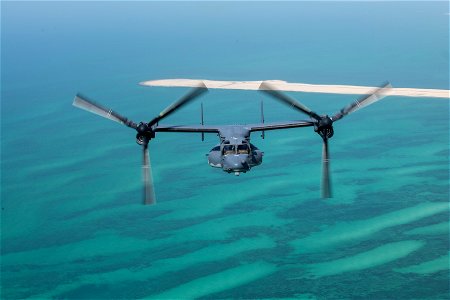 Osprey over Dubai photo